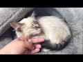 Rescuing An Emaciated Kitten