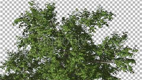 Broadleaf Top of the Tree is Swaying at The Wind | Motion Graphics - Envato elements