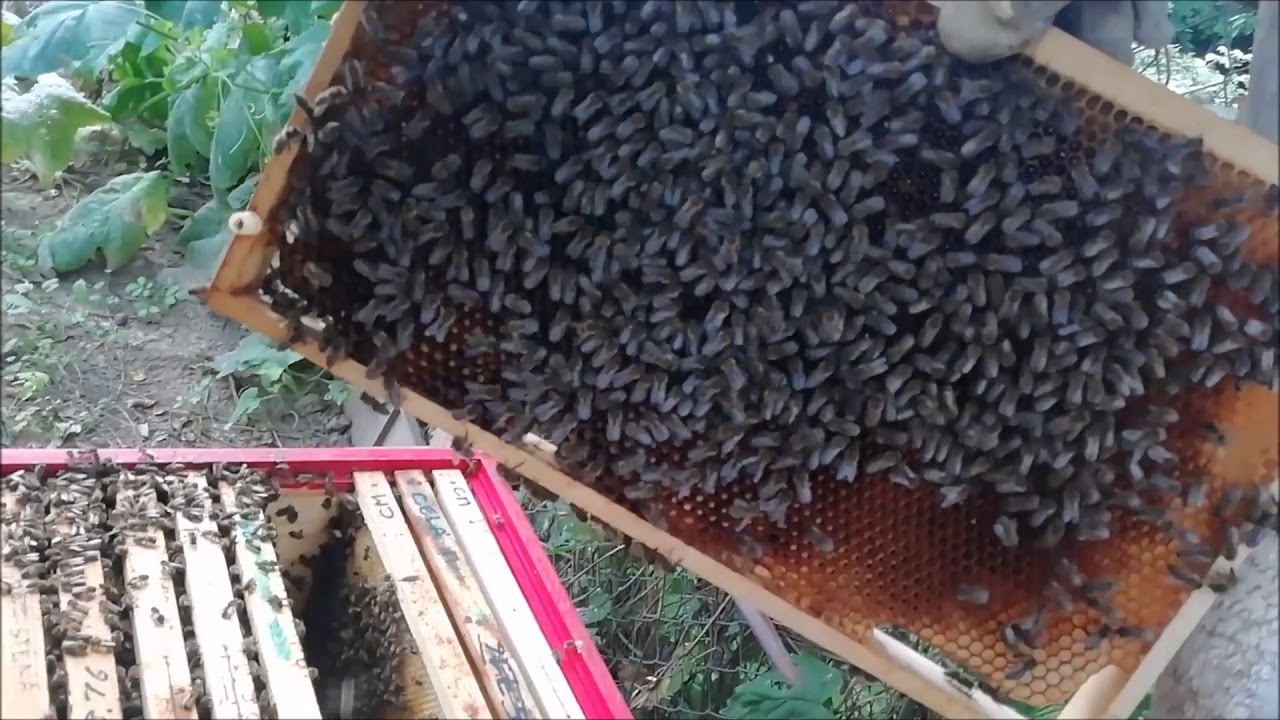 Příprava včel na zimování Brno Srpen 2019