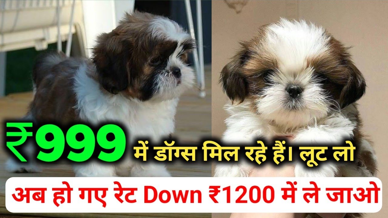 cheapest-price-shihtzu-dog-for-sale-all-india-delivery-best-dog