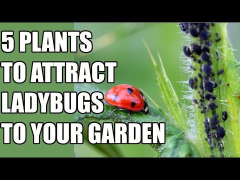 How to Attract Ladybugs to Your Garden - 5 Ladybug Attracting Plants