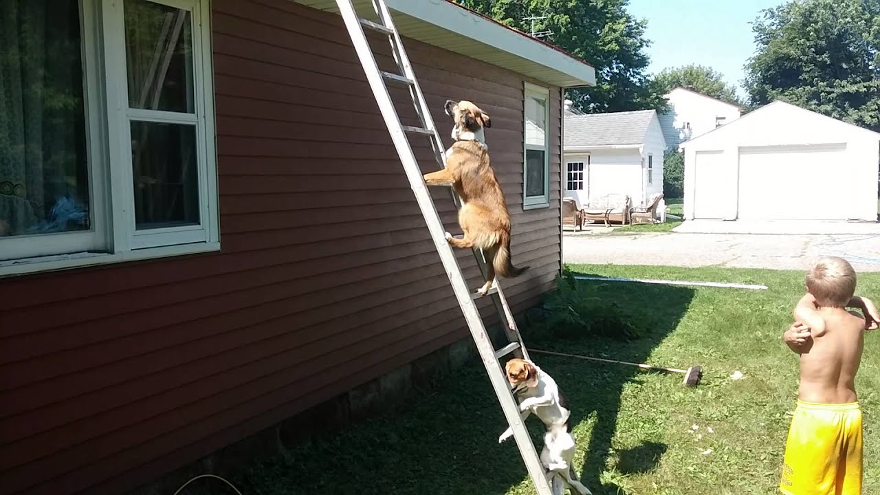 Dog climbing ladder YouTube