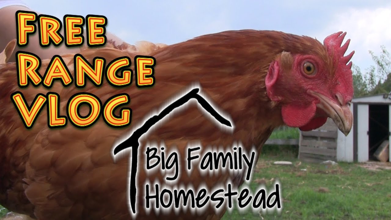 FREE RANGE VLOG 9_10 from the Big Family HOMESTEAD - YouTube