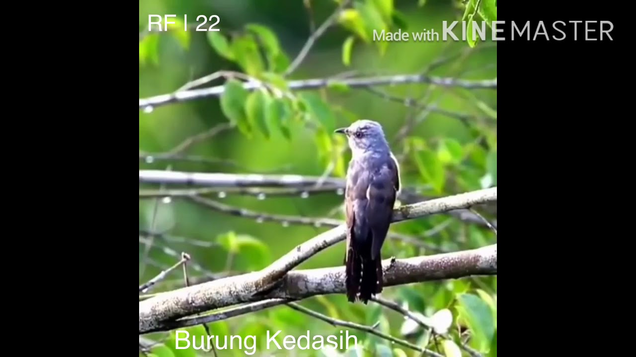 Bukan GAGAK , inilah burung mistis bersuara serem penanda kematian