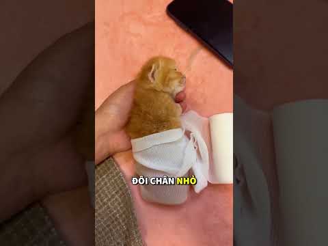Con mèo này thích ngủ trong chai nhựa và bạn sẽ không thể tin được lý do đâu! 😮