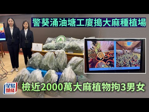 警葵涌油塘工廈搗大麻種植場 檢近2000萬大麻植物拘3男女︳星島頭條︳葵涌︳油塘︳工廈︳大麻種植場