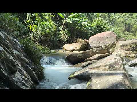 Peaceful Forest Stream | Relaxing Water Flow