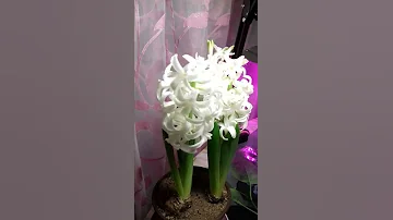 🌷 Запахло ВЕСНОЙ 🌷Божественный запах гиацинта / релакс / гиацинт распустил все бутоны