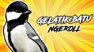 Masteran Burung Gelatik Batu Jernih 1 Jam Gacor Ngerol Nembak Tajam Cocok Buat Kacer