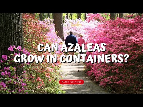 Βίντεο: Potted Azalea Ανοχή στο κρύο: Winterizing Outdoor Potted Azaleas