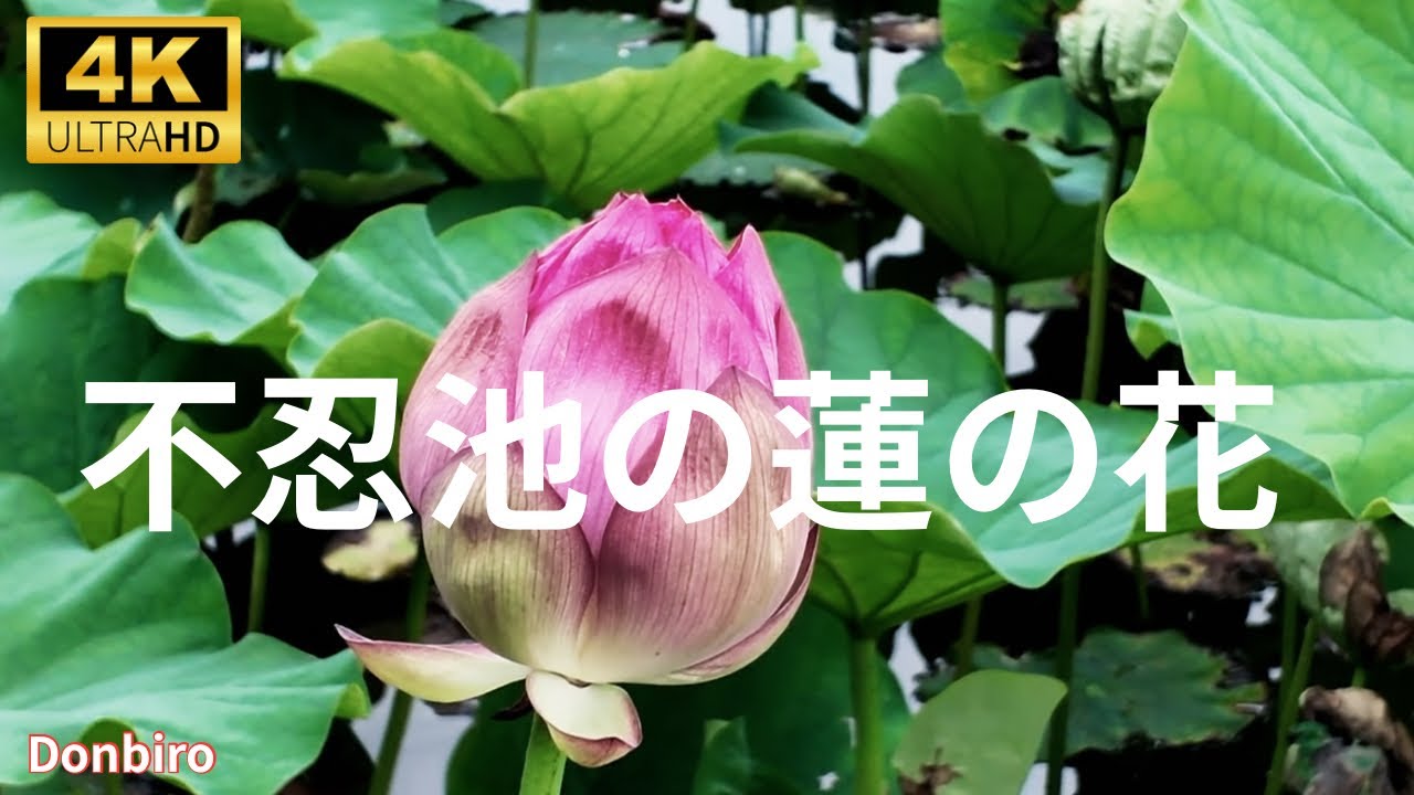 June 22, 2026: Lotus blooming status at Ueno Shinobazu Pond - YouTube