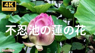 蓮花 June 22, 2026: Lotus blooming status at Ueno Shinobazu Pond - YouTube