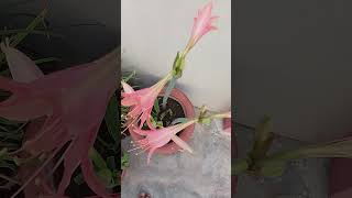 #waterlily 🌻🌸#morningvibes 🌷💮🌸