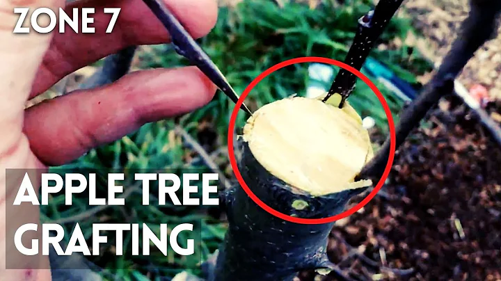 how to graft apple tree grafting. bark grafting, whip and tongue grafting. Zone 7
