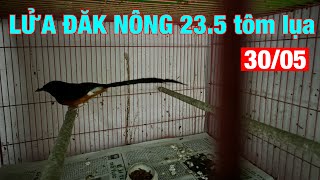 Lửa Đăk Nông 23.5Cm đuôi lụa✅ nhiều lửa đẹp mau mỏ