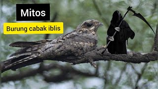 Mitos Cabak iblis. burung malam