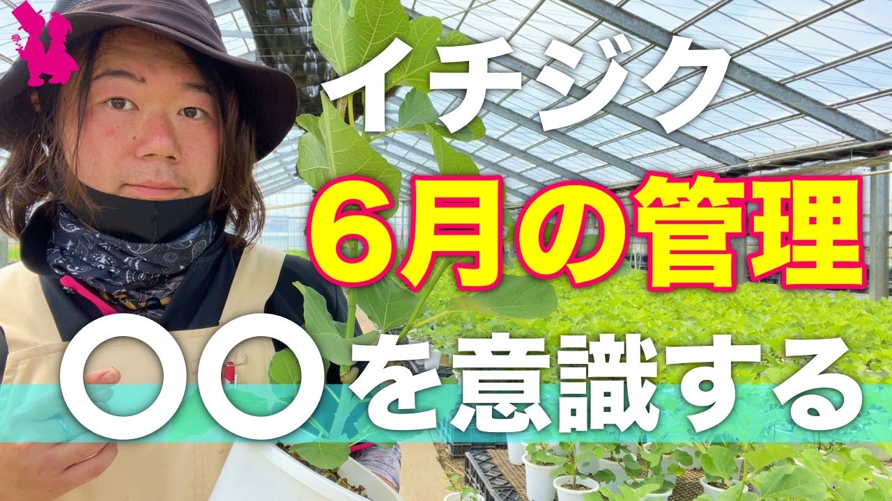 【イチジク】6月の管理で意識する大事なポイント