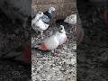 #pigeon #song #kabutar #youtube Aamir Jhansi king 👑🕊️🕊️🕊️🕊️🔥👑🕊️👑