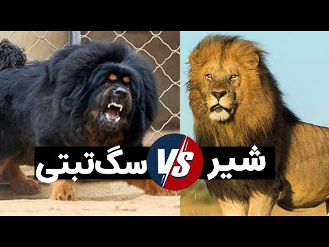 تصویری: آیا سگها می توانند تب کنند؟