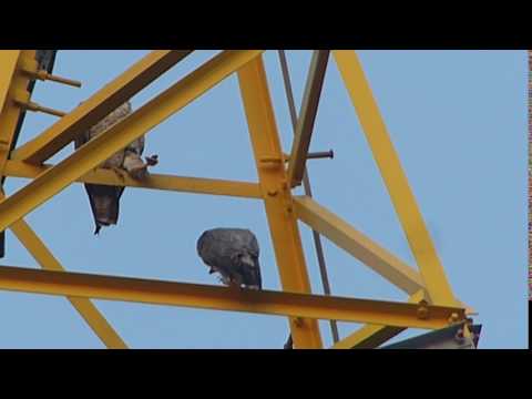 ハヤブサが2羽居ました　　20170727062606
