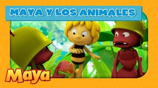 Maya y los animales ? Las hormigas y los ácidos