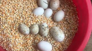 Harvest duck eggs - Feeding goose and black duck | cafe TV