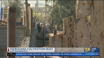 KCSO seize marijuana cultivation in East Bakersfield