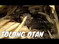 Ikut Tim Otan Resque Kucing Hutan Jawa | SI OTAN (01/02/22)