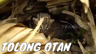 Ikut Tim Otan Resque Kucing Hutan Jawa | SI OTAN (01/02/22)