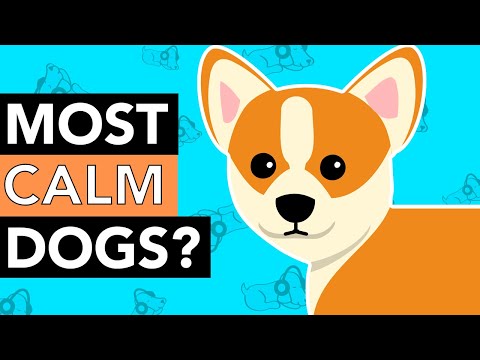 The Top 10 Calmest Dog Breeds!