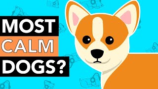 The Top 10 Calmest Dog Breeds!