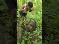 catching animals in rocks#animals #nature #vidioshort