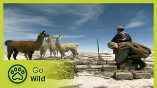 The Andes  World in the Clouds  Wildest Latin America  Go Wild