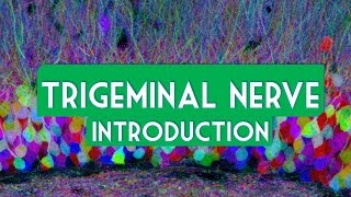 Trigeminal nerve introduction