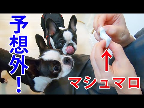 マシュマロに怒る犬の反応がおもしろかったｗ【フレンチブルドッグとボストンテリア】