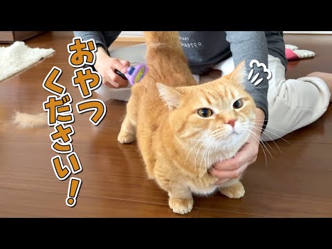 おやつがないと頑張れない猫のブラッシングが大変すぎた！笑