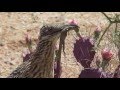 Roadrunner feeding its young in a Yucca in AZ