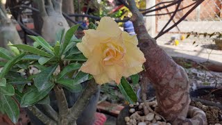 Xem lại cây sứ dáng ₫ổ thân quái bây giờ ra sao