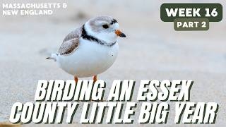 Barred Owl, Tricolored Heron &amp; Lifers Galore! | Essex County Little Big Year | Week 16, Part 2