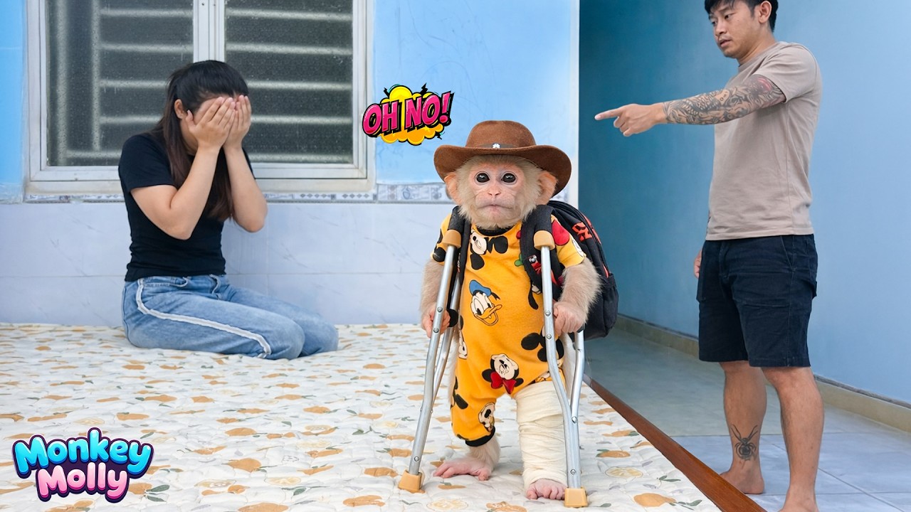 The painful moment when Monkey Molly leaves home because her parents argue all the time