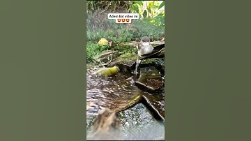 Ciblek dan pleci mandi dialam || mini aviary #miniaviary #fypシ゚ #kicaumania #ciblek #pleci