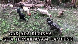 Eps33 KESERUAN SAAT MEMBERI MAKAN AYAM