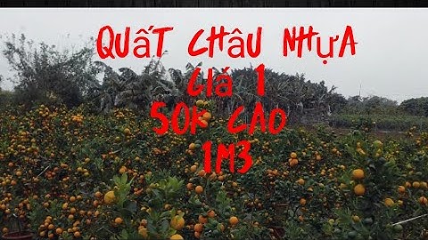 quất tết 2023 quất châu nhựa giá tại vườn 150k