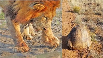😱OMG😱Lion Gets Spooked Out By Tortoise Hiding In Its Shell. Must Watch More Extreme Video! Subscribe