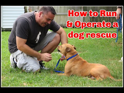 How a dog rescue is run. running a dog rescue. Rescue of animals [+video]