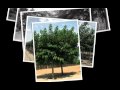 paseorna.flv