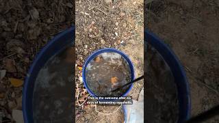 DIY Powerful Homemade Fertilizer 🌱 Eggshell + Banana Peel + Coffee Grounds Mix