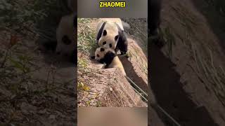昭美崽路都走不稳还挑衅妈妈，这下好了吧 #panda #redpanda夕消 #animals #上野パンダ #cute #funny #pets #cutepanda #zoo
