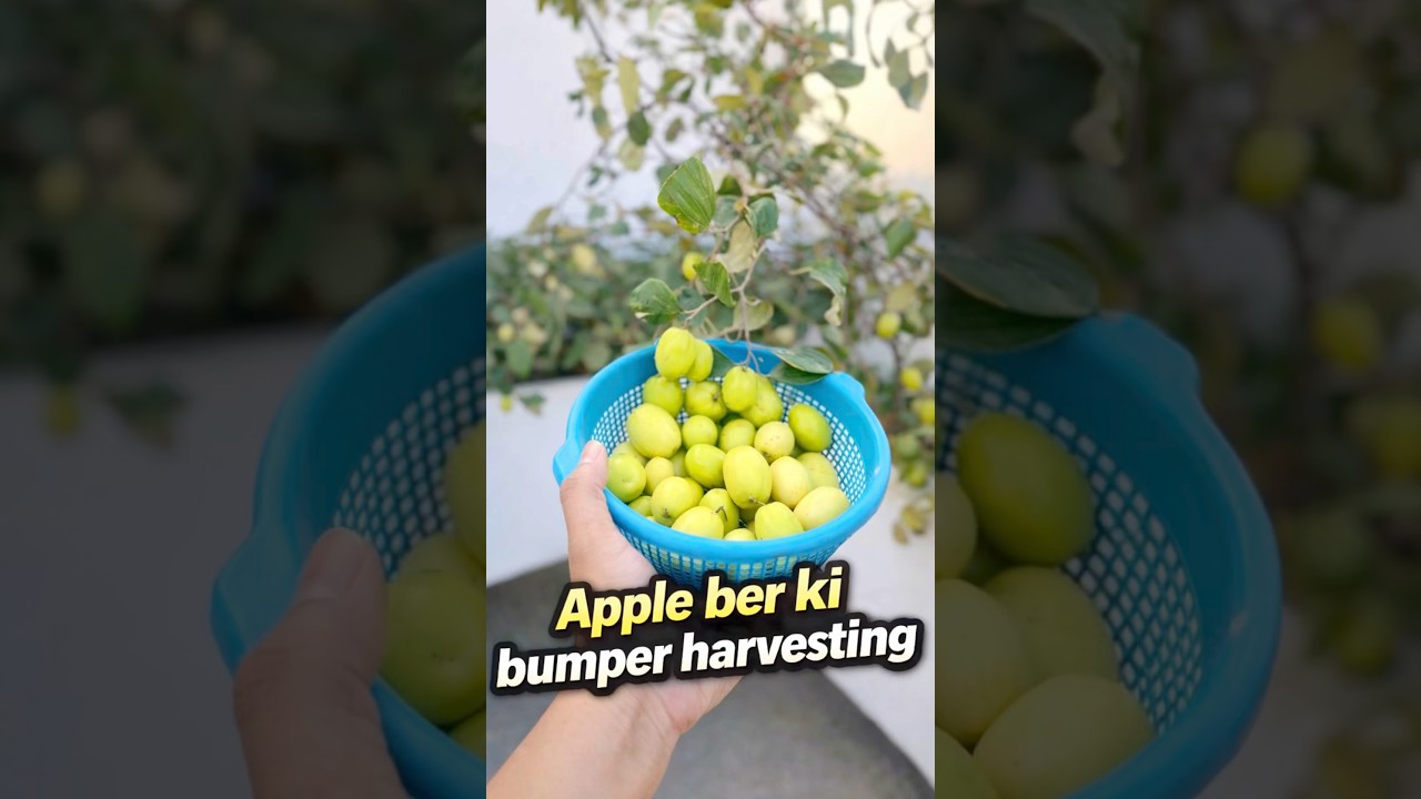 Terrace Garden se Apple Ber ki Bumper Harvesting 😍
