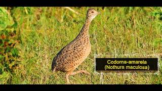 Codorna-Amarela Nothura Maculosa